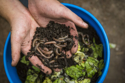 Biochar Impact on Soil-Dwelling Insects, Worms & Nematodes