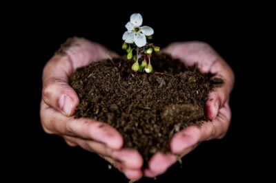 Activating Biochar for Enhanced Gardening Benefits: Blooms & Growth