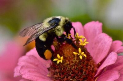 Biochar Fundamentals: Garden and Orchard Benefits for Pollinators