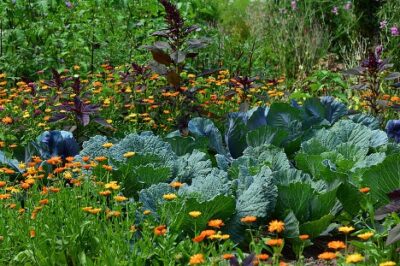 Boosting Plant Health with Charged Biochar: The Home Gardener’s Secret