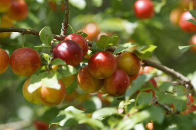 Biochar for Backyard Garden Fruit Trees: Benefits and Drawbacks