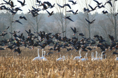 Biochar Influence on Avian Populations: Birds, Soil, & Habitat