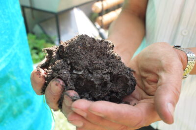 Fine-grained Biochar in Combination with Compost Tea and Worm Castings