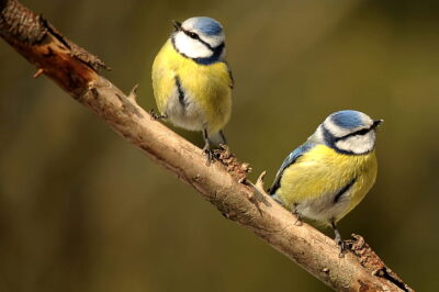 Is Biochar Safe for Song Birds?: Complete Guide & Tips