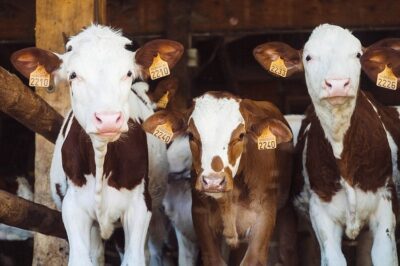 Biochar Litter for Livestock: How-To Guide