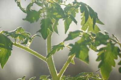 Optimizing Biochar for Tomatoes: Soil Conditions, Choosing, Application